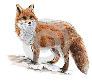 Drawn fox photo