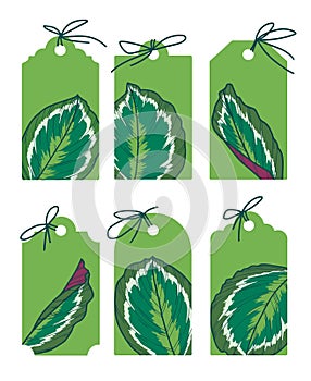 Drawn green vector labels with exotic Calathea Medaillon leaf illustrations