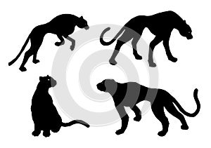 Drawn jaguar, leopard, wild cat, panther silhouettes