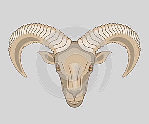 Drawn muzzle of ram with big horns