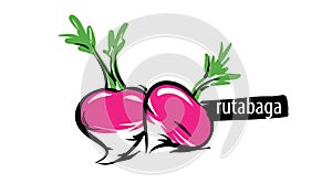 Drawn rutabaga isolated on a white background