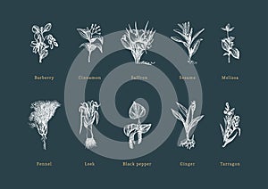 Drawn spice herbs set in engraving style. Botanical illustrations of organic, eco plants. Sketches collection in vector.