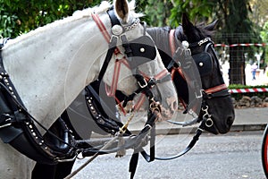 Drawn by two beautiful horses, black and white, standing in the center of the city for the entertainment of tourists