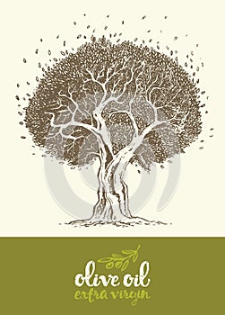Drawn vector illustration olive tree label oil