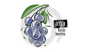 Drawn vector irga on a white background