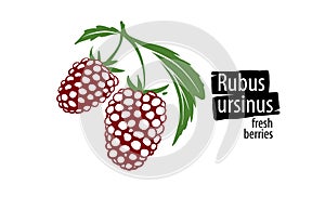 Drawn vector rubus ursinus on a white background