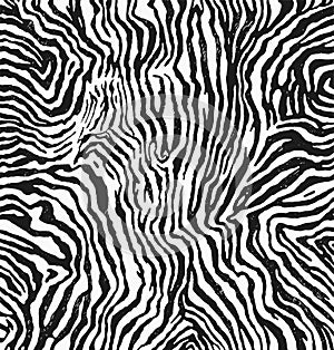 Drawn vector of zebra fur texture print, pattern