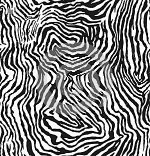 Drawn vector of zebra fur texture print, pattern