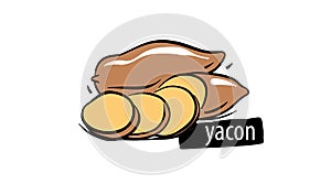 Drawn yacon isolated on a white background