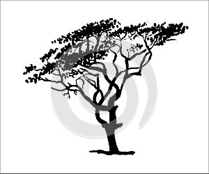 Drawold sprawling foliar tree illustration