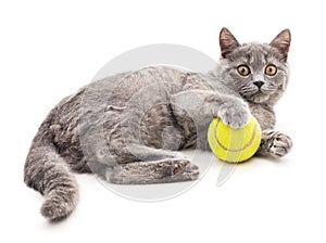 Dray cat with ball.