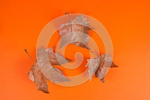 Dray fallen leaves isolated on orange background
