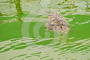 Dreadful crocodile is emerging from the water to attack the prey