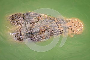 Dreadful crocodile is emerging from the water to attack the prey