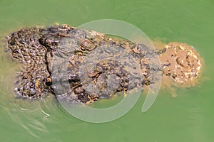 Dreadful crocodile is emerging from the water to attack the prey