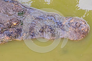 Dreadful crocodile is emerging from the water to attack the prey