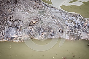 Dreadful crocodile is emerging from the water to attack the prey