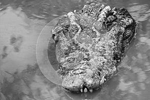 Dreadful crocodile is emerging from the water with a toothy grin