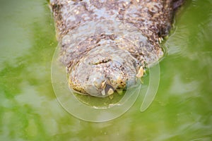 Dreadful crocodile is emerging from the water with a toothy grin