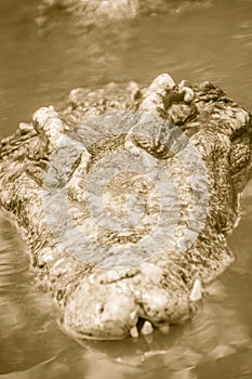 Dreadful crocodile is emerging from the water with a toothy grin