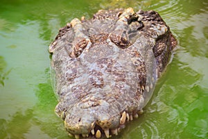 Dreadful crocodile is emerging from the water with a toothy grin