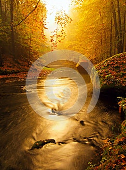 Dream of autumn mountain river covered by orange beech leaves. Fresh green leaves on branches above water make colorful refle