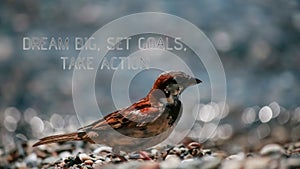 Dream BIG, Set GOALS, Take ACTION phrase. Close-up sparrow animal