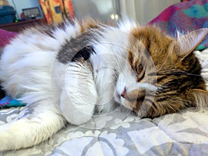 The dream of the cat gift of the house.