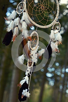 Dream Catcher forest