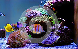 Dream coral reef aquarium saltwater tank