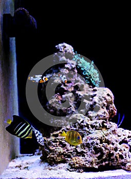 Dream coral reef aquarium saltwater tank