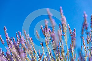 Dream floral closeup, lavender flowers blue sky sunlight, macro view. Blurred beautiful nature scene, pastel colors, tranquility