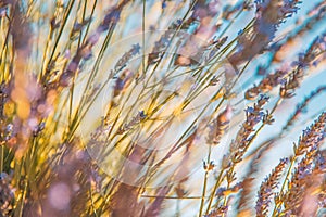 Dream floral closeup, lavender flowers in sunset light, macro view. Blurred beautiful nature scene, pastel colors, tranquility