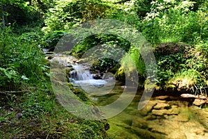 Dream forest and a beautiful stream.