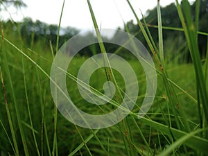 Dream forest run away