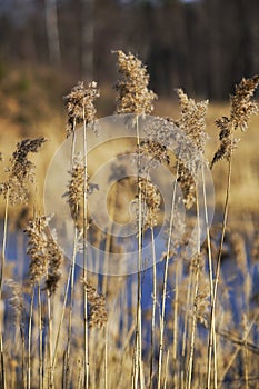 Dream grass in early spring