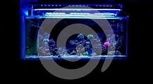 Dream saltwater coral reef aquarium tank at home