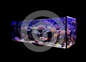 Dream saltwater coral reef aquarium tank at home