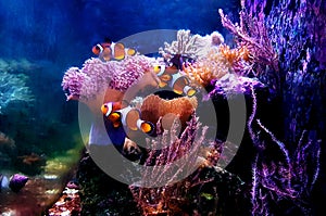 Dream saltwater coral reef aquarium tank at home photo