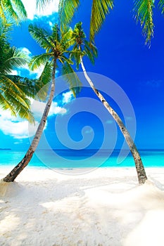 Dream scene. Beautiful palm tree over white sand beach. Summer n