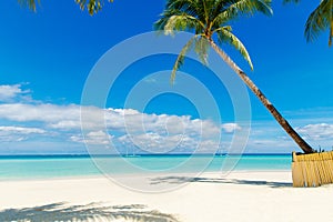 Dream scene. Beautiful palm tree over white sand beach. Summer n