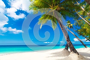Dream scene. Beautiful palm tree over white sand beach. Summer n