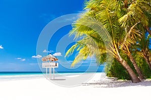 Dream scene. Beautiful palm tree over white sand beach. Summer n