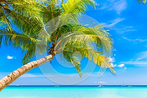 Dream scene. Beautiful palm tree over white sand beach. Summer n