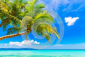 Un sueno escena. hermoso palmera un árbol a través de blanco arena Playa. verano 