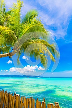 Dream scene. Beautiful palm tree over white sand beach. Summer n