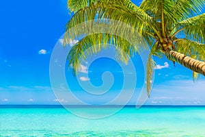 Un sueno escena. hermoso palmera un árbol a través de blanco arena Playa. verano 