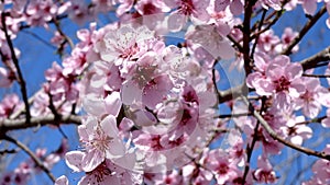 A dream of spring, the cherry blossoms in all their splendor