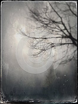 Dream state or fog. Maple tree.  Tintype vintage. Monochromatic. up.
