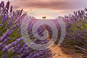 Dream sunset rows of purple lavender, lonely tree in blooming field. Closeup summer blooming floral field, nature pattern